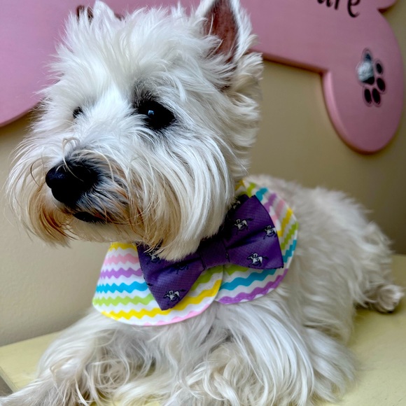 BOWTIE COLLARS - Picture 1 of 5